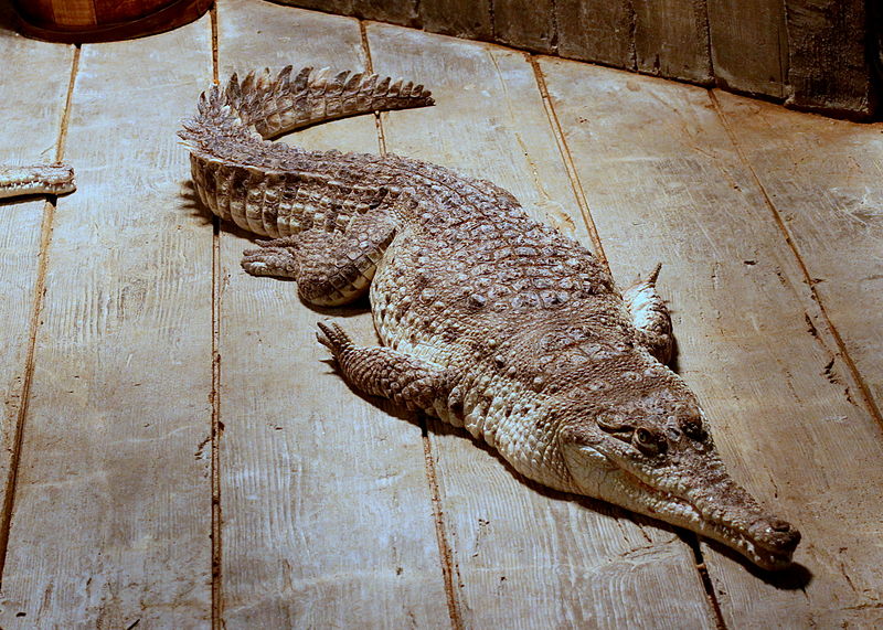Orinoco Crocodile| Discover Animals