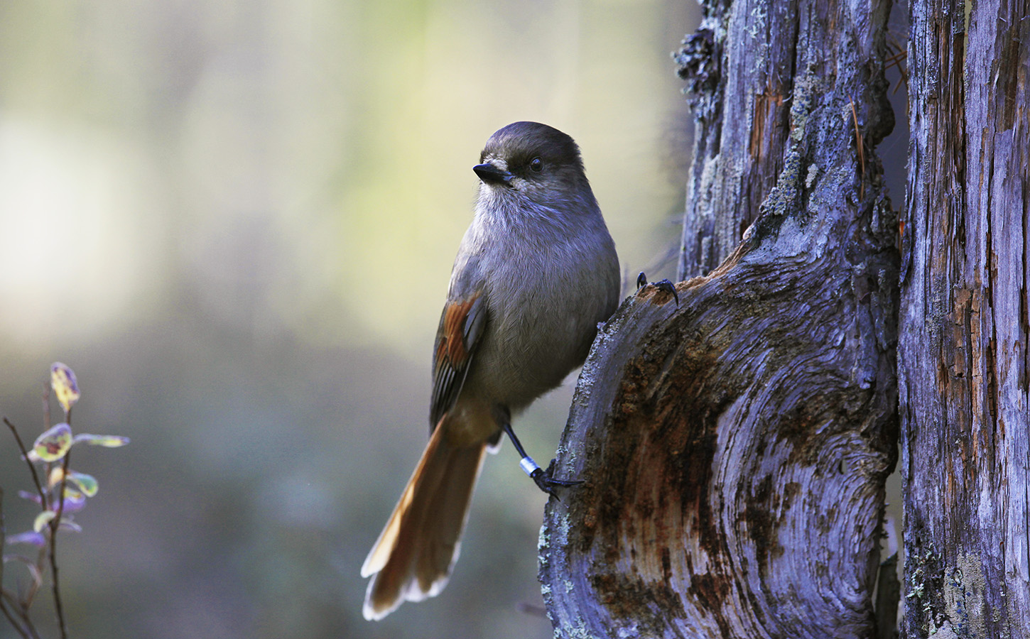 Finland Birdwatching Guide - Birdwatching In Finland | Discovering Finland