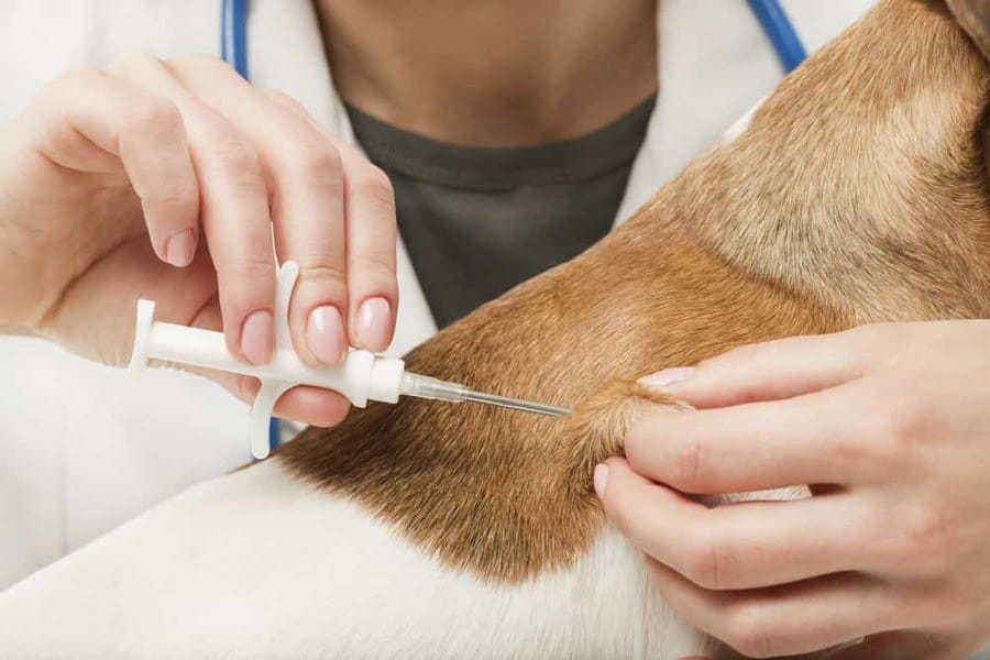 Why Microchipping Your Pets is Important - The Dogington Post