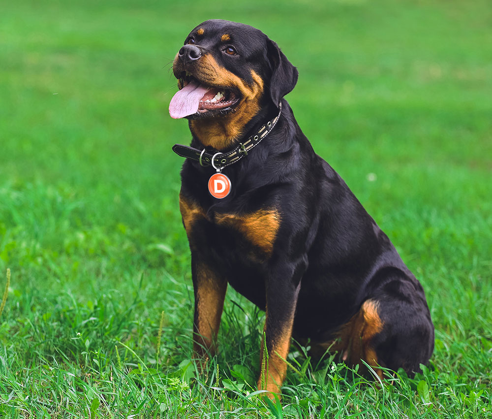 DogSafe Register | Responsible Dog Owner Directory | DogSafe Tags