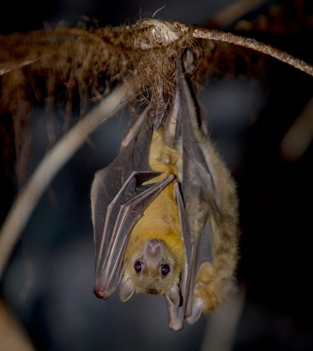 Bat (Egyptian Fruit Bat) - Dudley Zoological Gardens