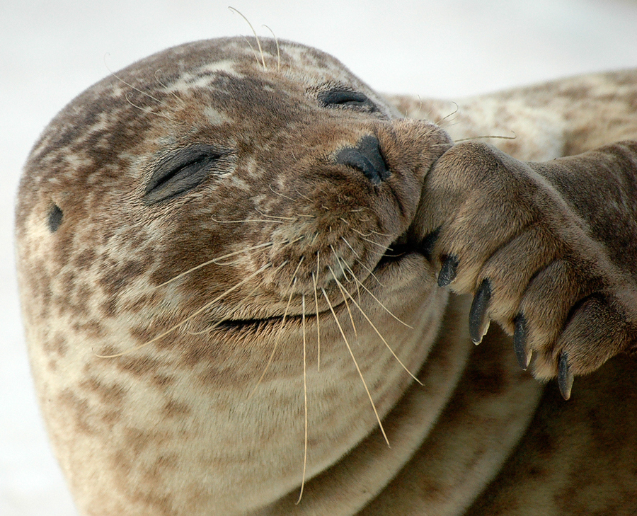 Seal - Elly Klein