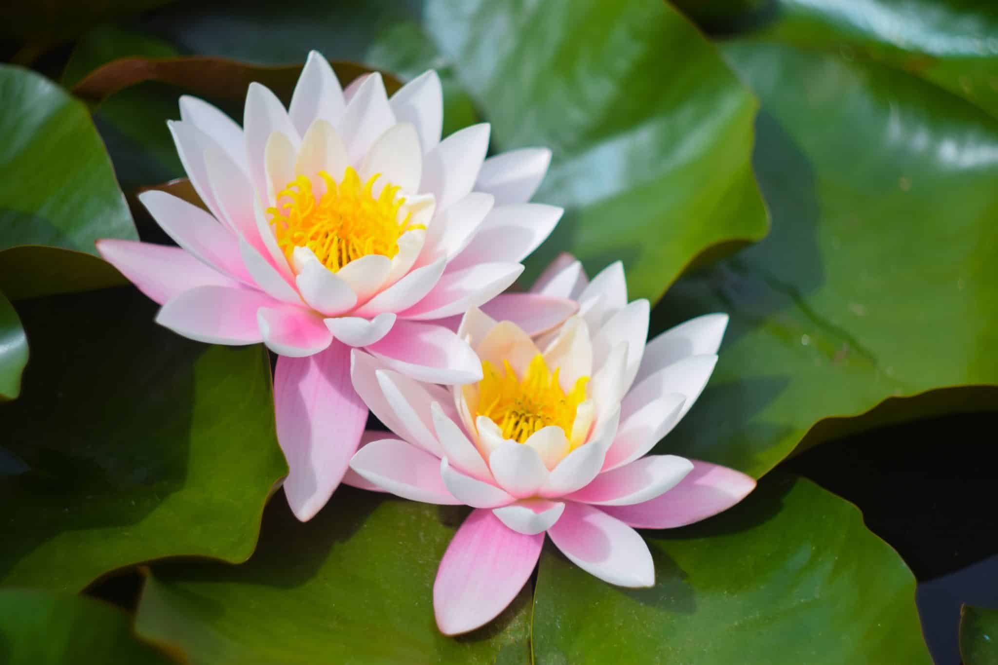 Flor-de-lótus: encante-se com seu simbolismo e curiosidades