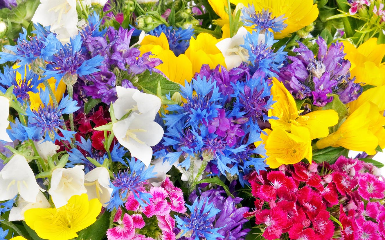 Illinois Florist -Fabbrini&#39;s Flowers | Chicago Florist | Chicago Flower Delivery