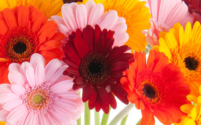 Illinois Florist -Fabbrini&#39;s Flowers | Chicago Florist | Chicago Flower Delivery