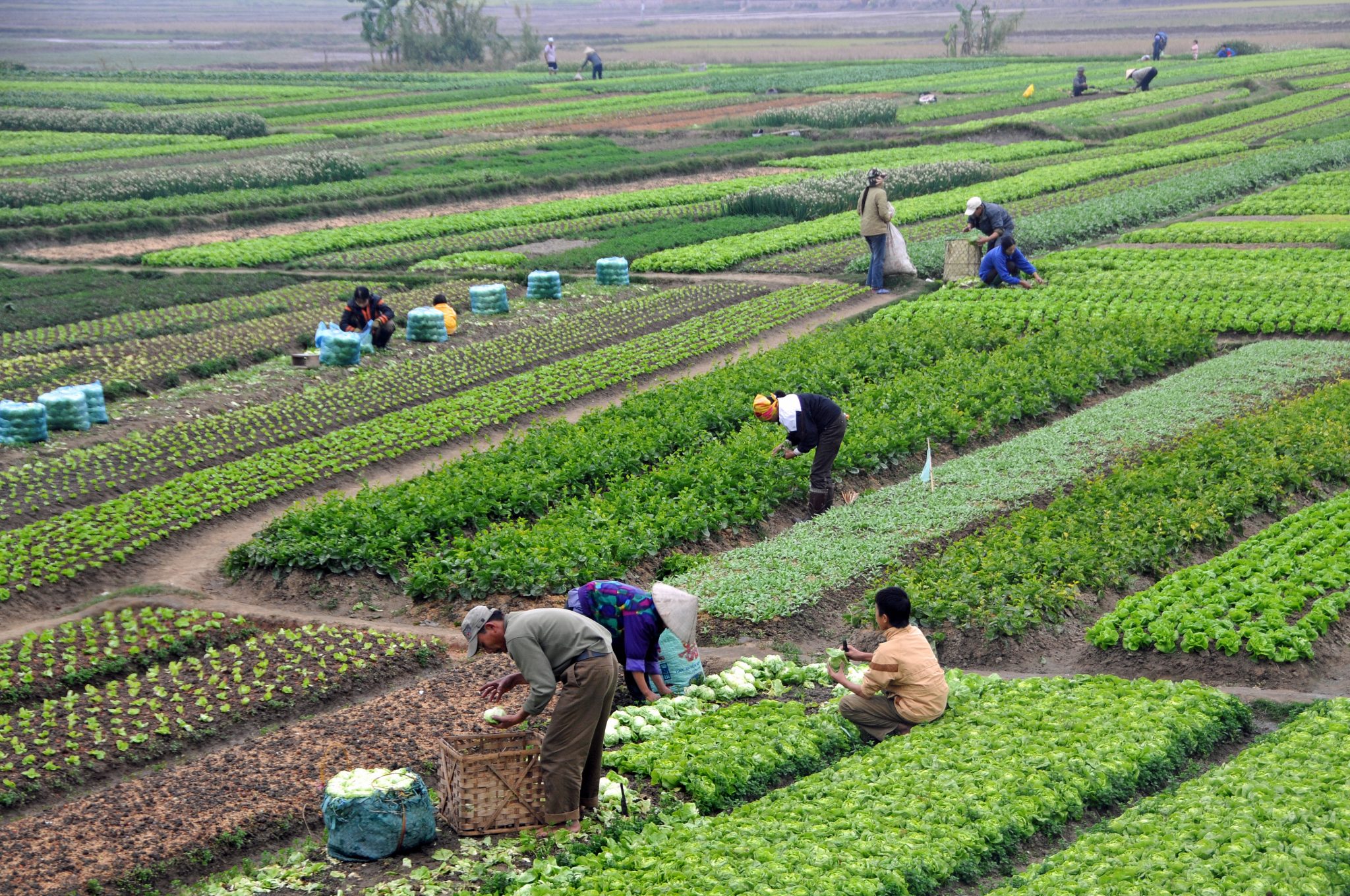 FPJ1703E - Okello, A Et Al. (2020), Past Success And Future Opportunities For Australian ...