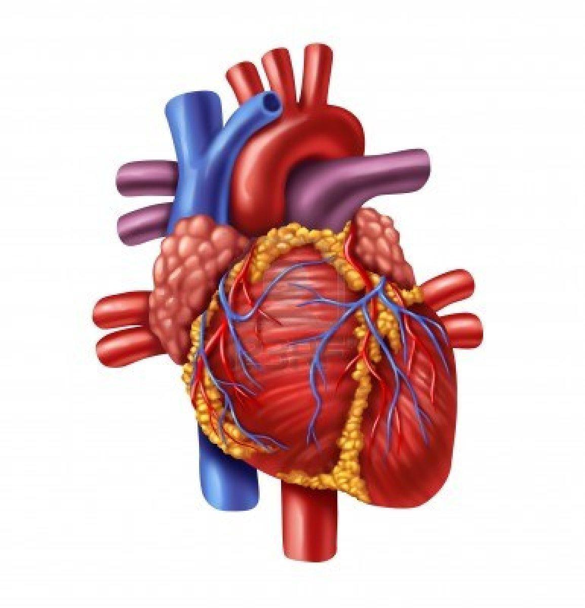 Exercise And The Heart - Fitness Professional Online