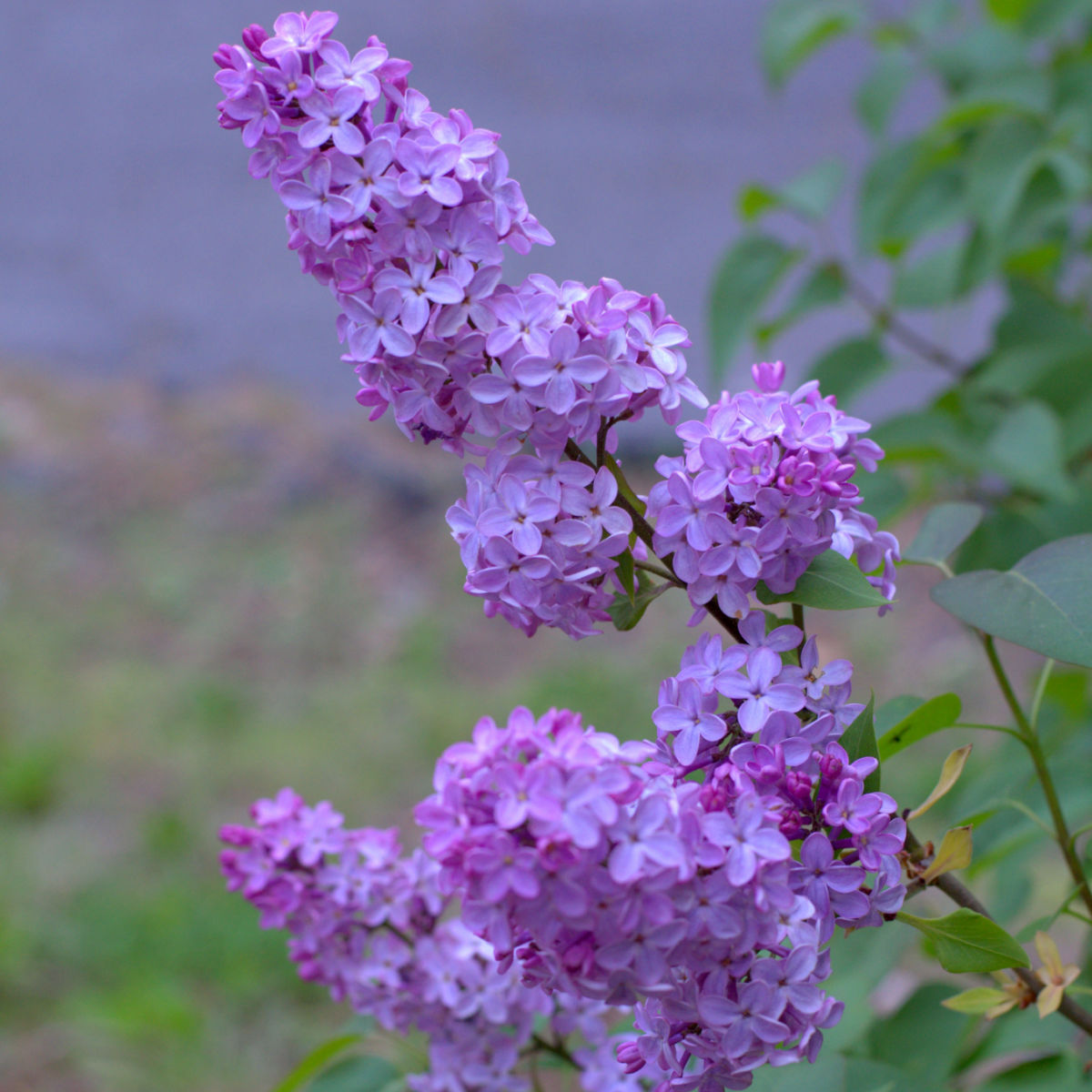 Lilac