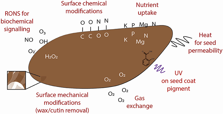 Frontiers | Mechanisms Of Plasma-Seed Treatments As A Potential Seed Processing Technology