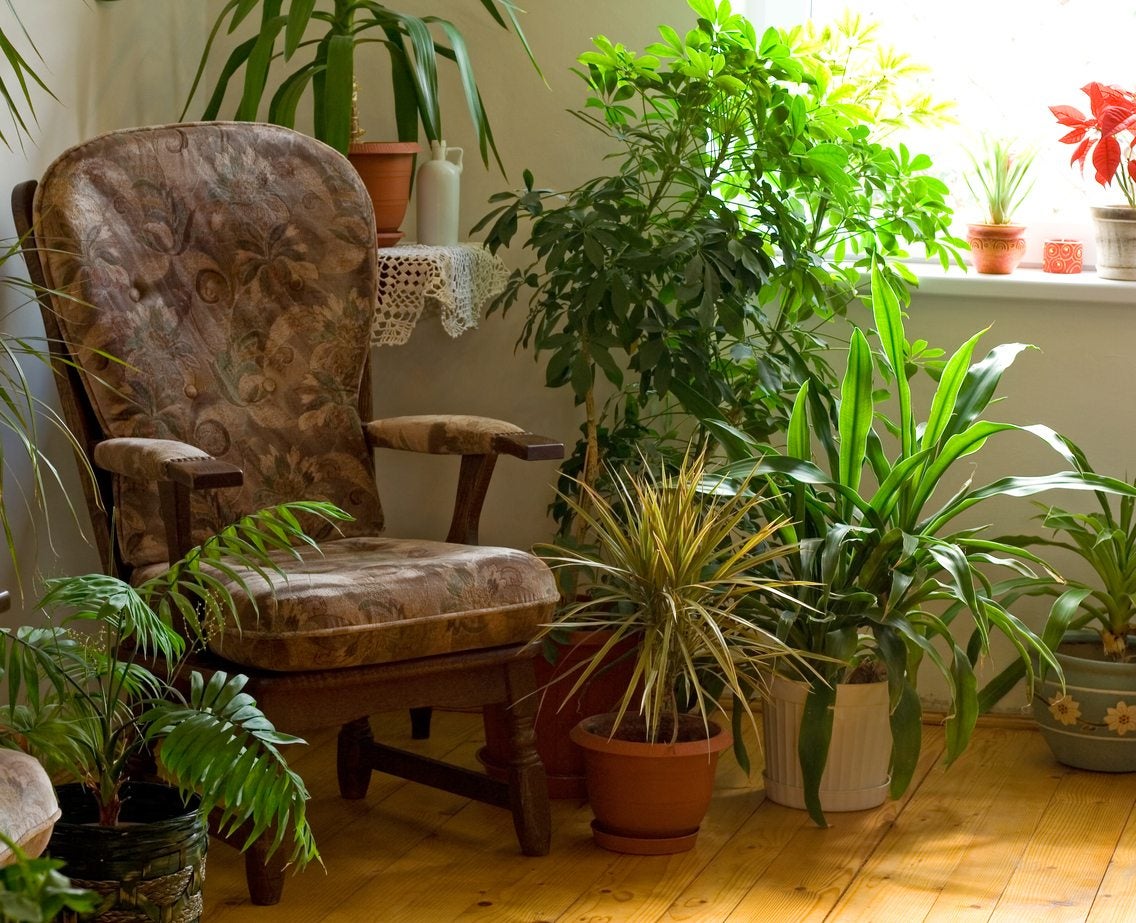 Living Room Ideas Plants | www.resnooze.com