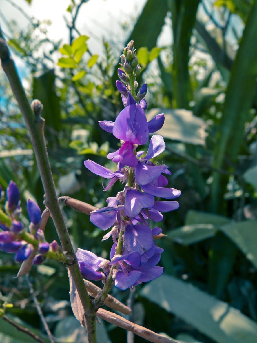 Indigo Plant Information – What Are Some Different Types Of Indigo