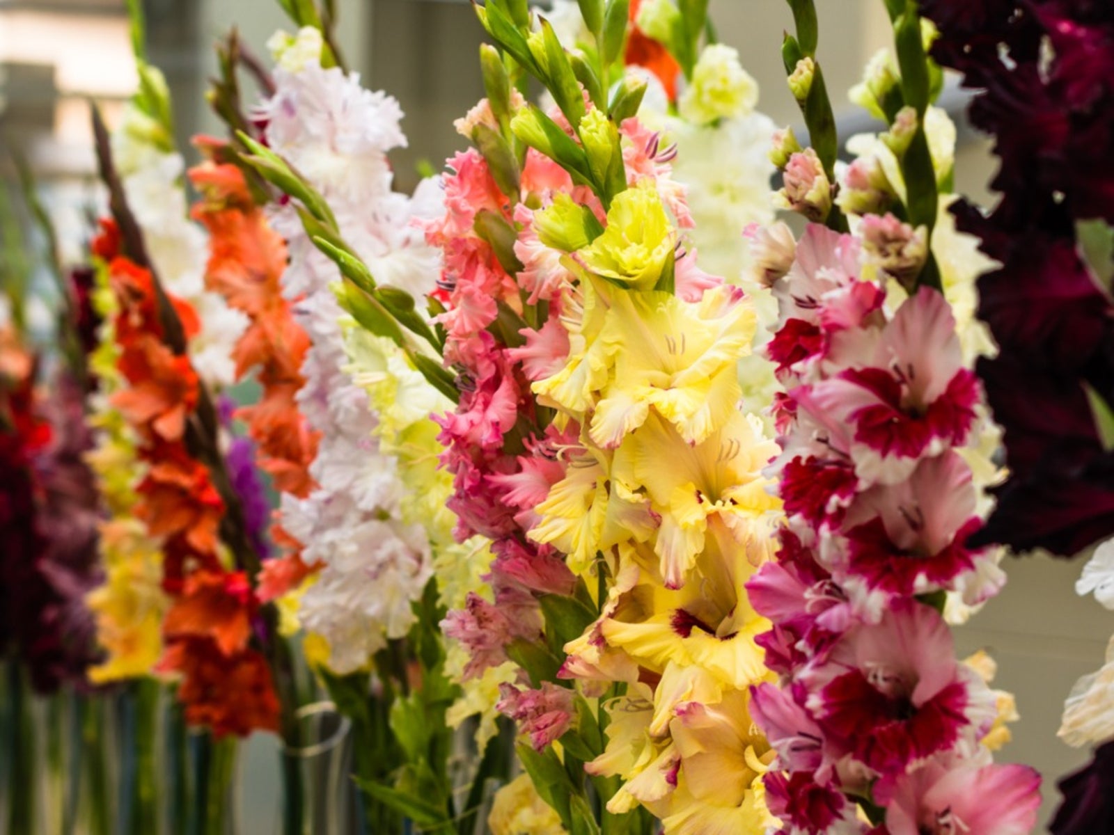 Growing Gladiolus Plants - Tips On Caring For Gladiolus