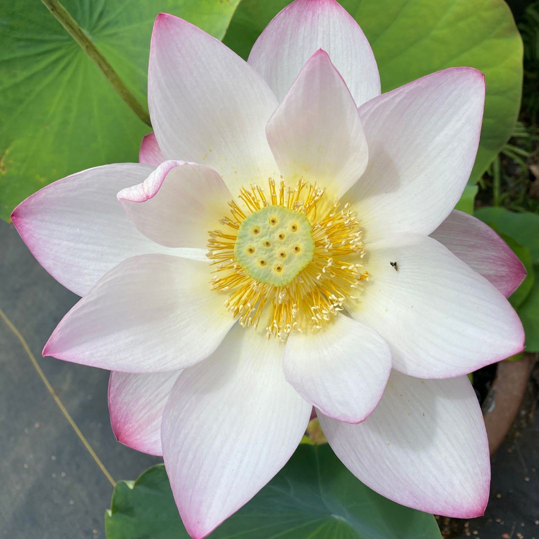 lotus bloom | Garden Ponds Nursery