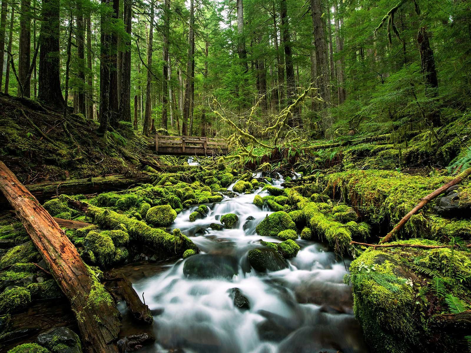 Rights of Nature White Paper: Redefining Global Climate Solutions and Environmental Protection ...