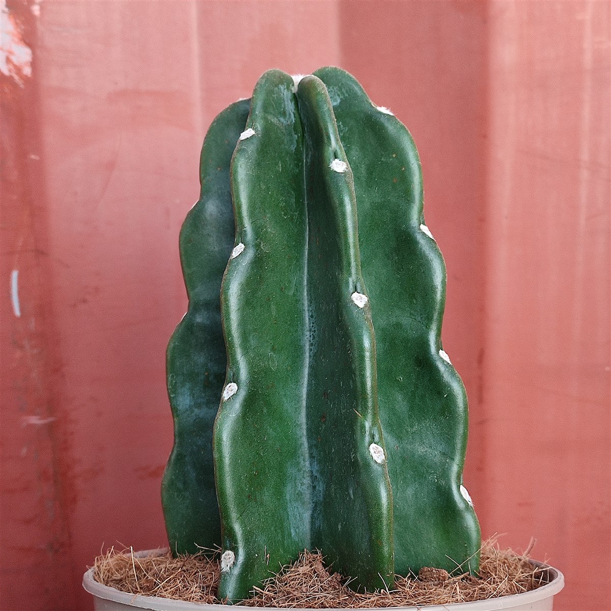 Cereus Jamakaru &#39;Cuddly Cactus&#39; - Giromagi Cactus And Succulents