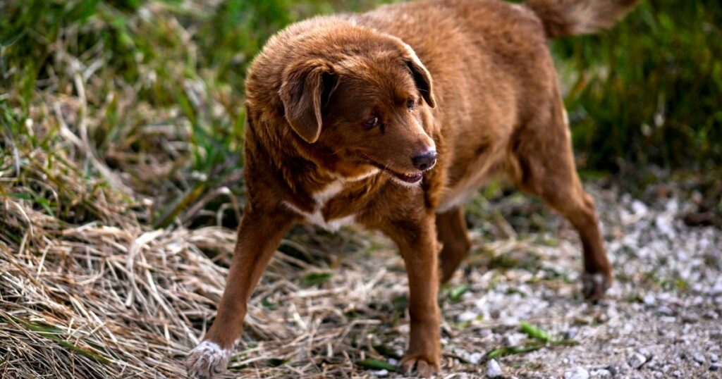 World&#39;s Oldest Dog Bobi Celebrates Birthday, Turns 31