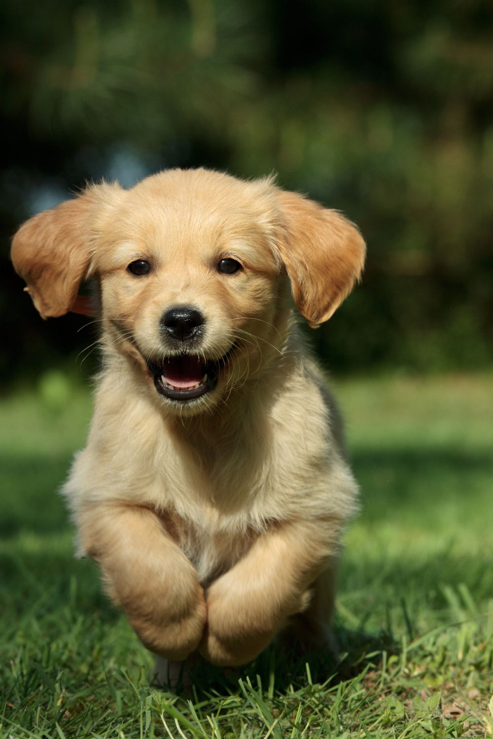 Golden Retriever Fotos und Bilder | GoldenR.de