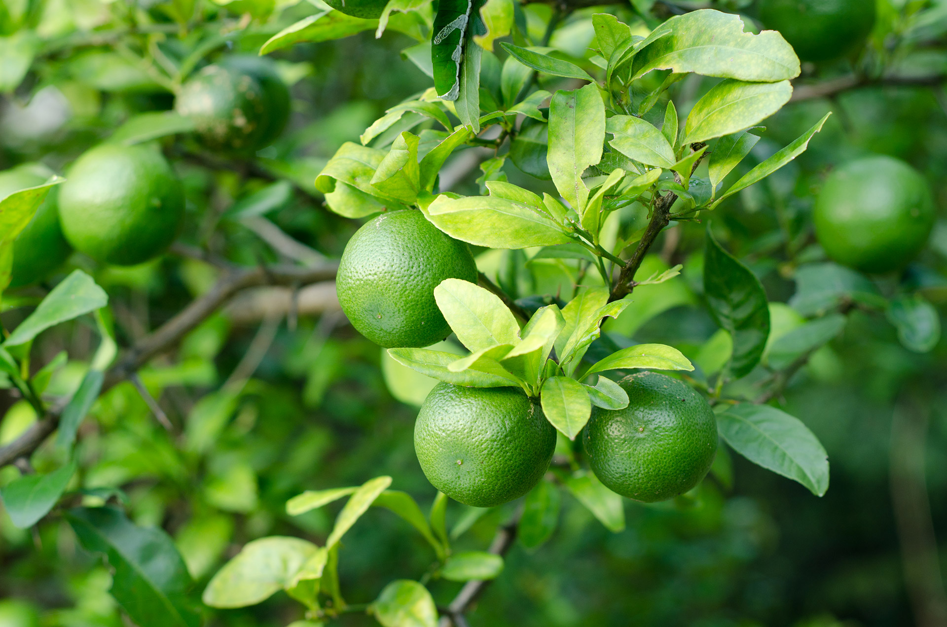 Lime - Greenyard.group