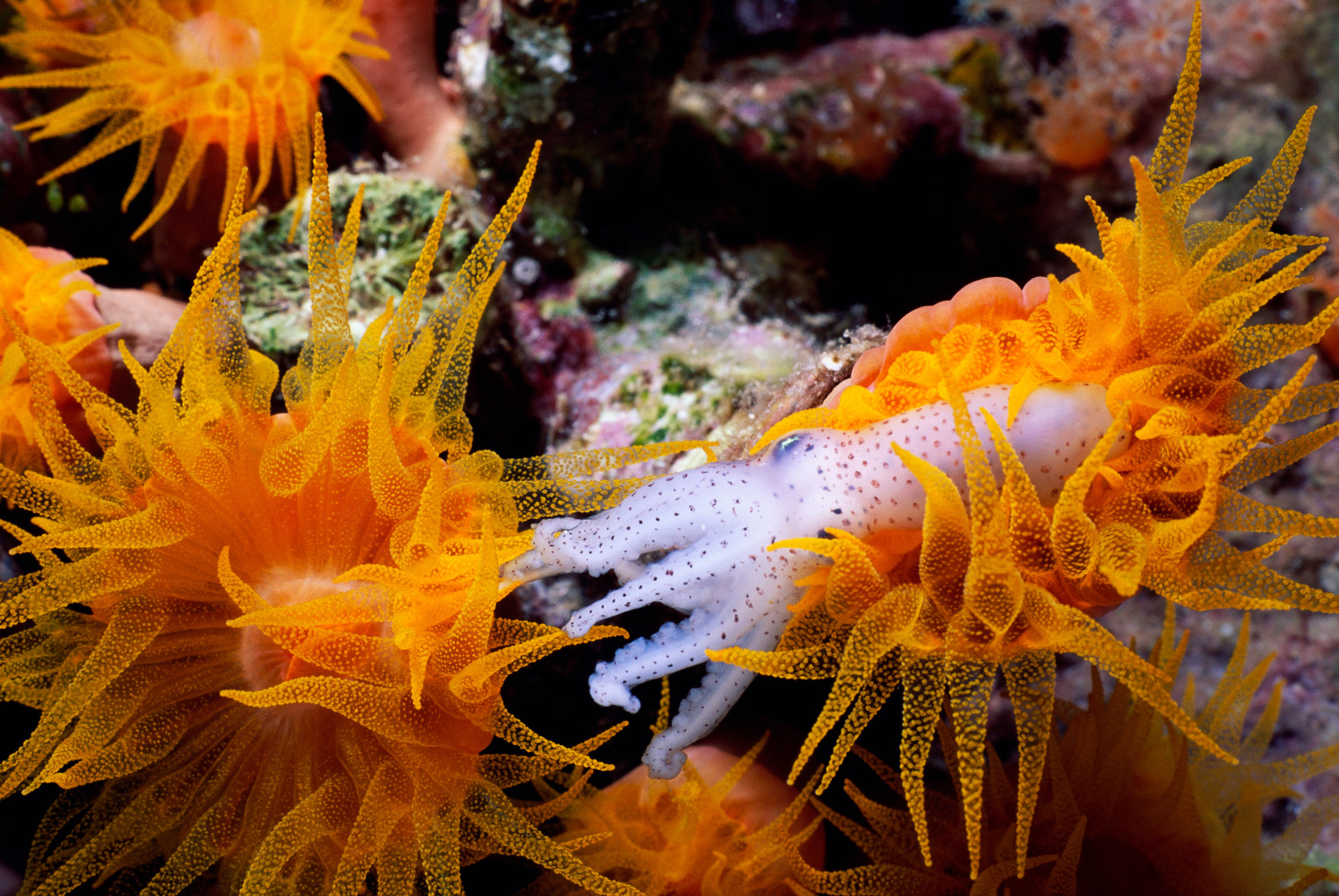 Coral, Explained| Hakai Magazine