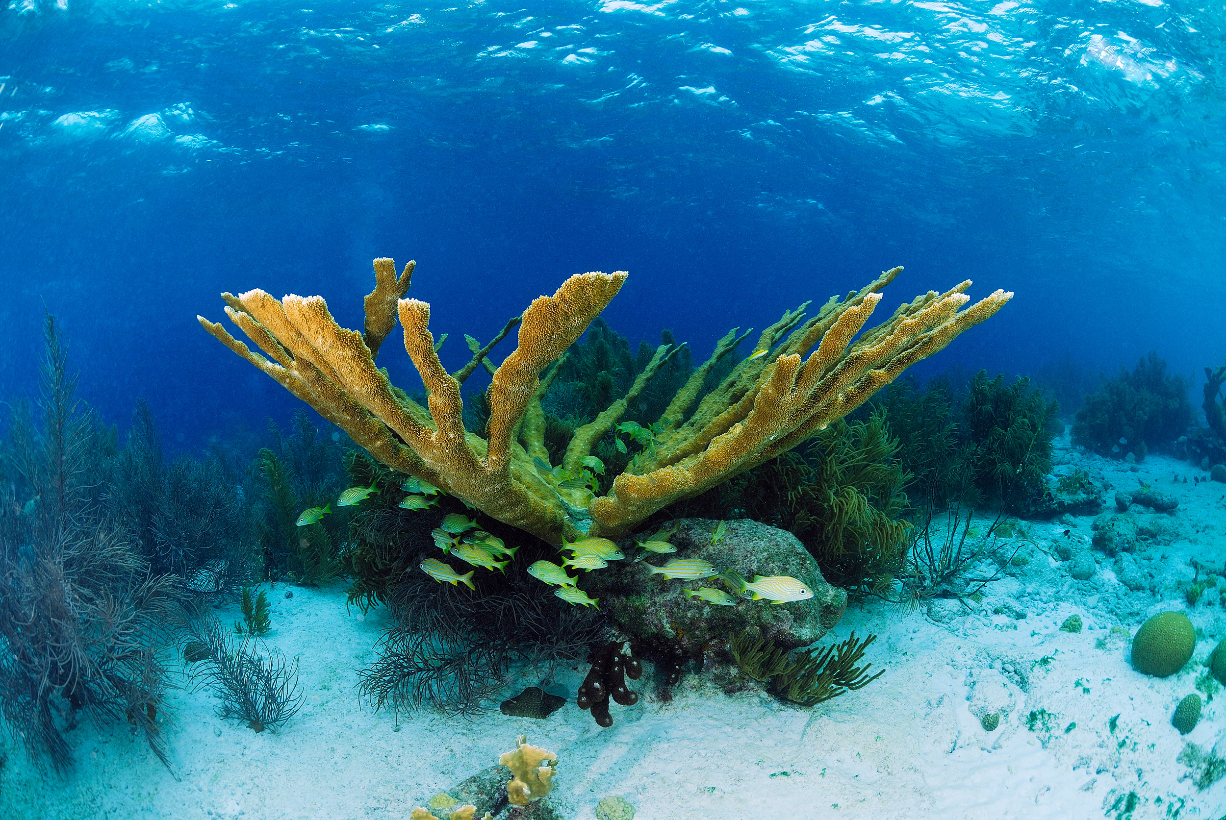 Coral, Explained| Hakai Magazine
