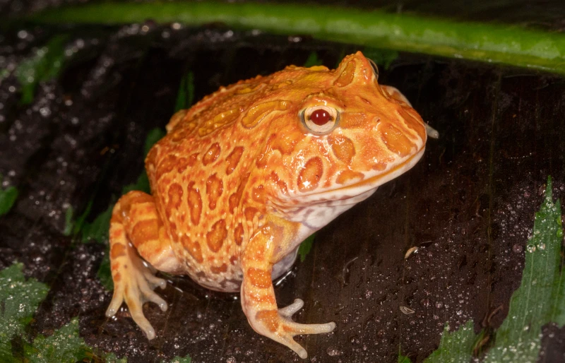 20 Fascinating Pacman Frog Facts For Amphibian Lovers (Vet Verified)| Hepper