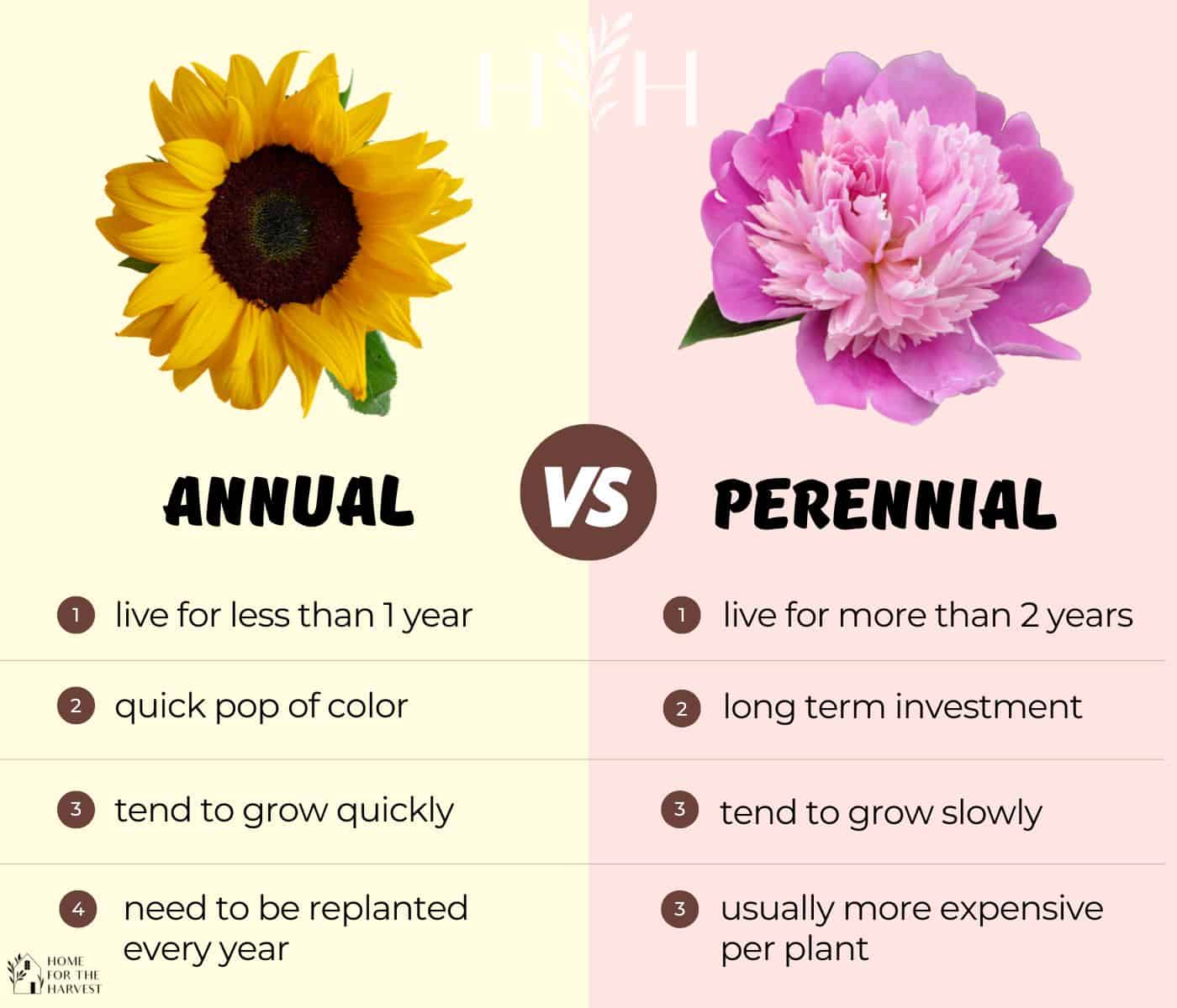 Annual Vs Perennial Plants 🌼 🍂 What&#39;s The Difference And Why It Matters