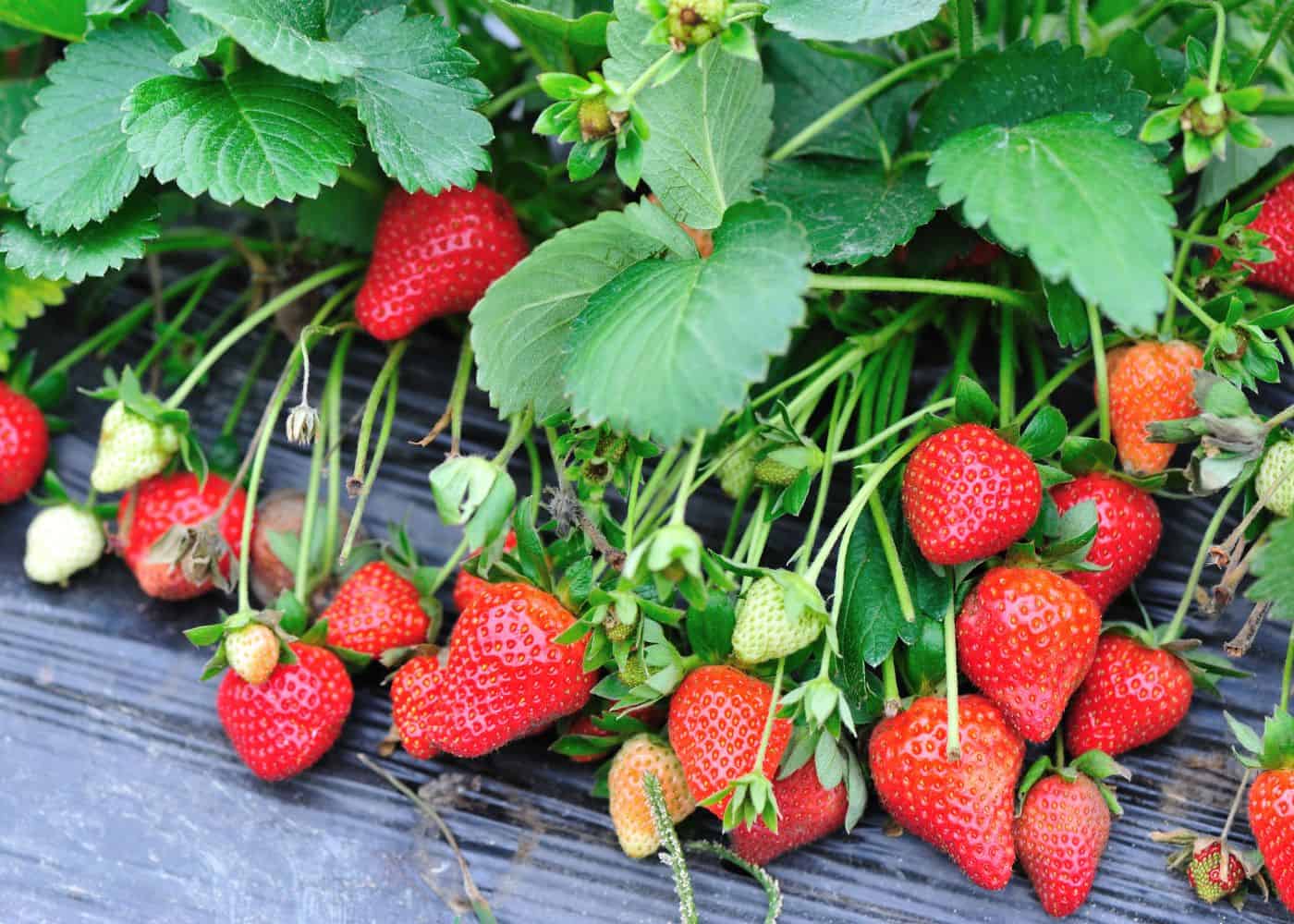 Day Neutral Strawberries 🍓 🌞 Enjoy Fruit All Season Long