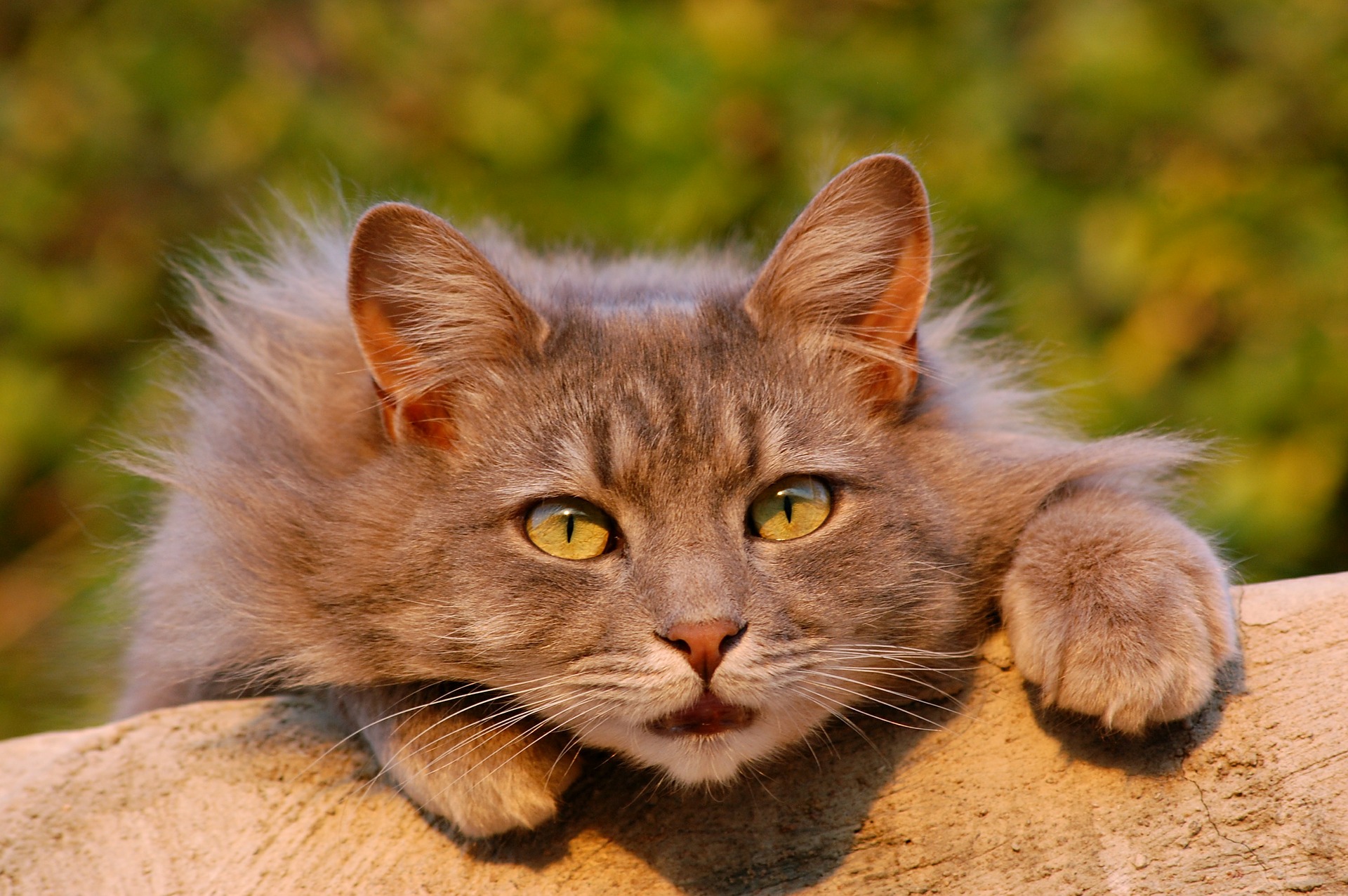 Why It’s Important to Microchip Your Cat