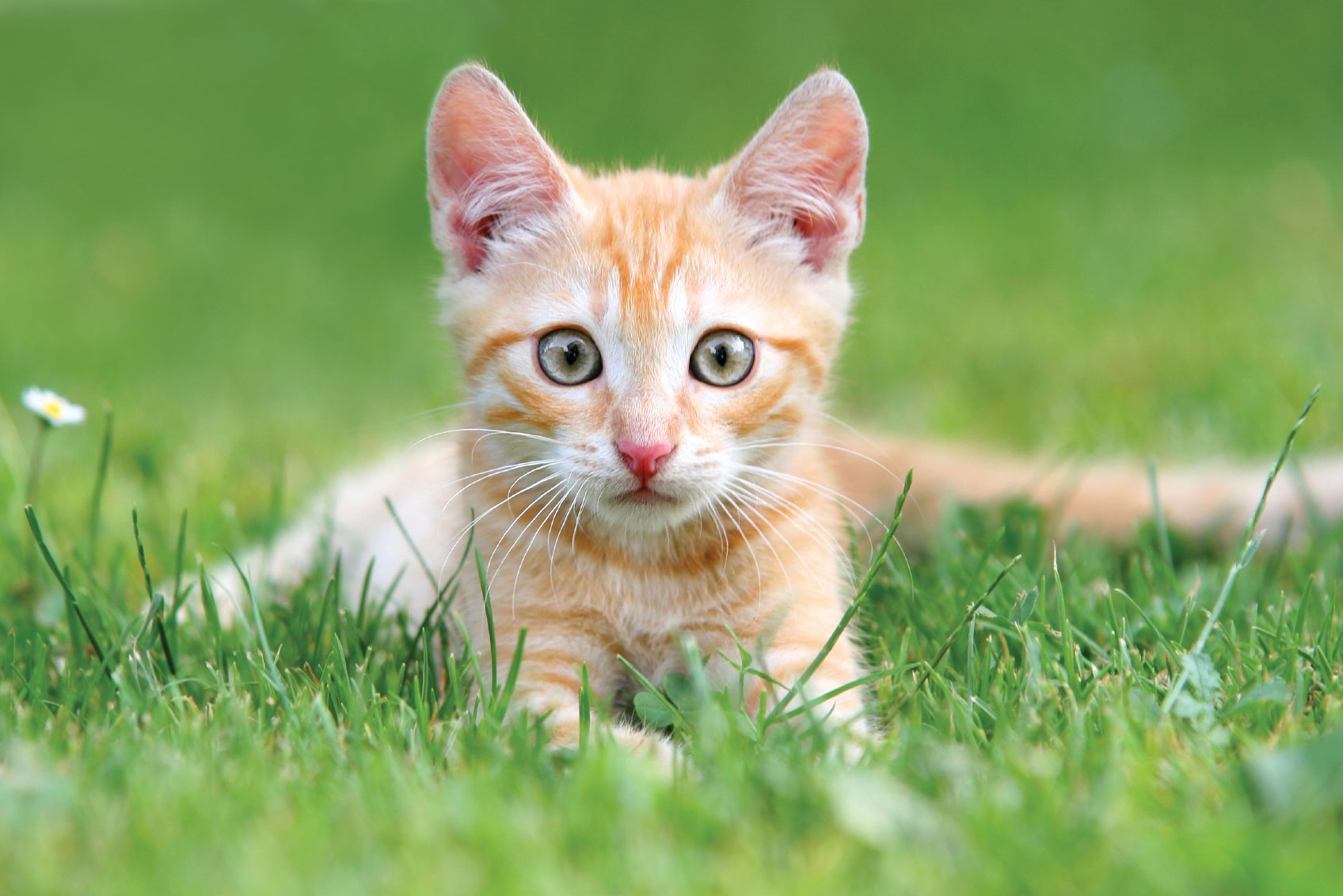 June: Adopt A Cat Month At Citizens For Animal Protection | Houston PetTalk