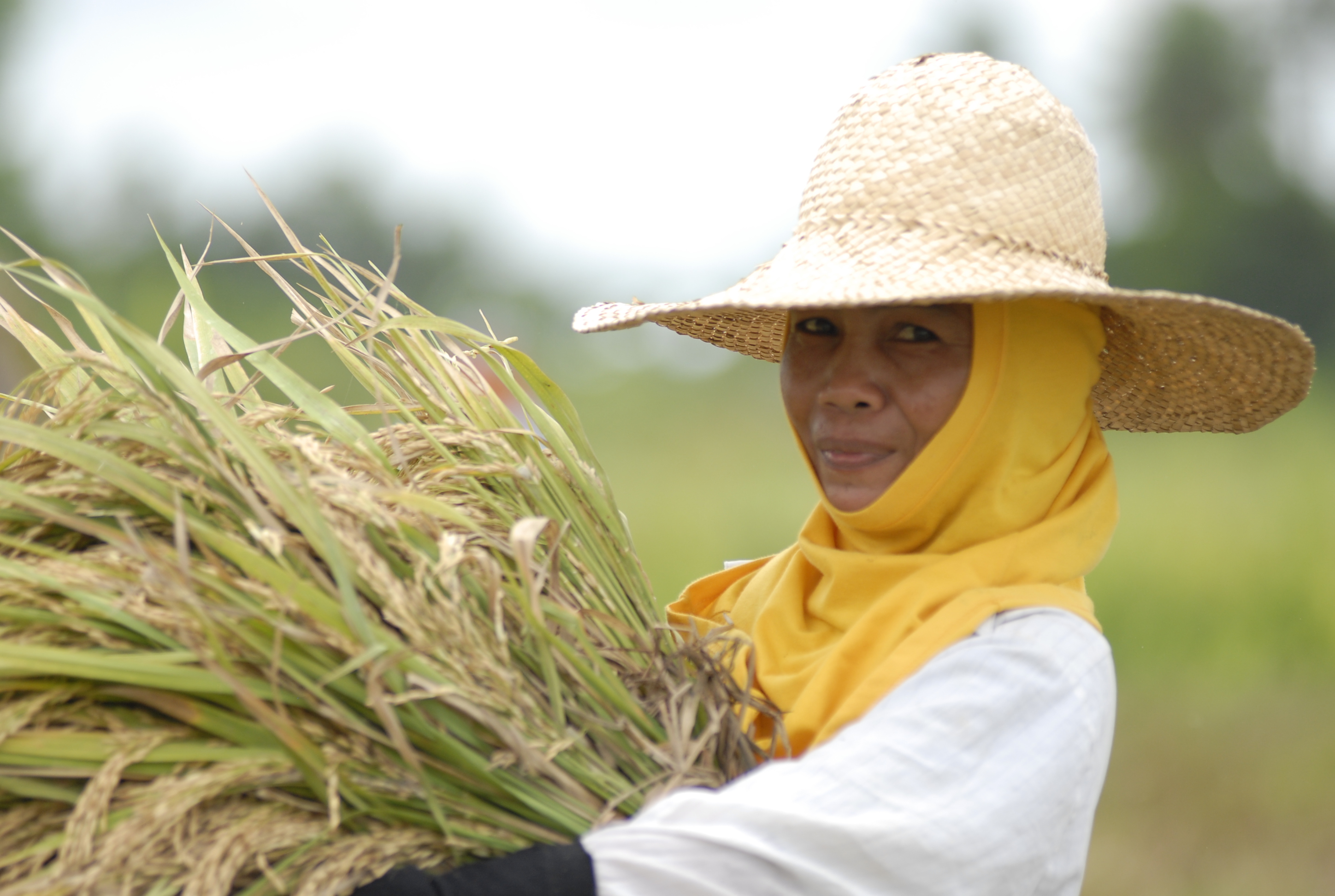 Rice Farmers