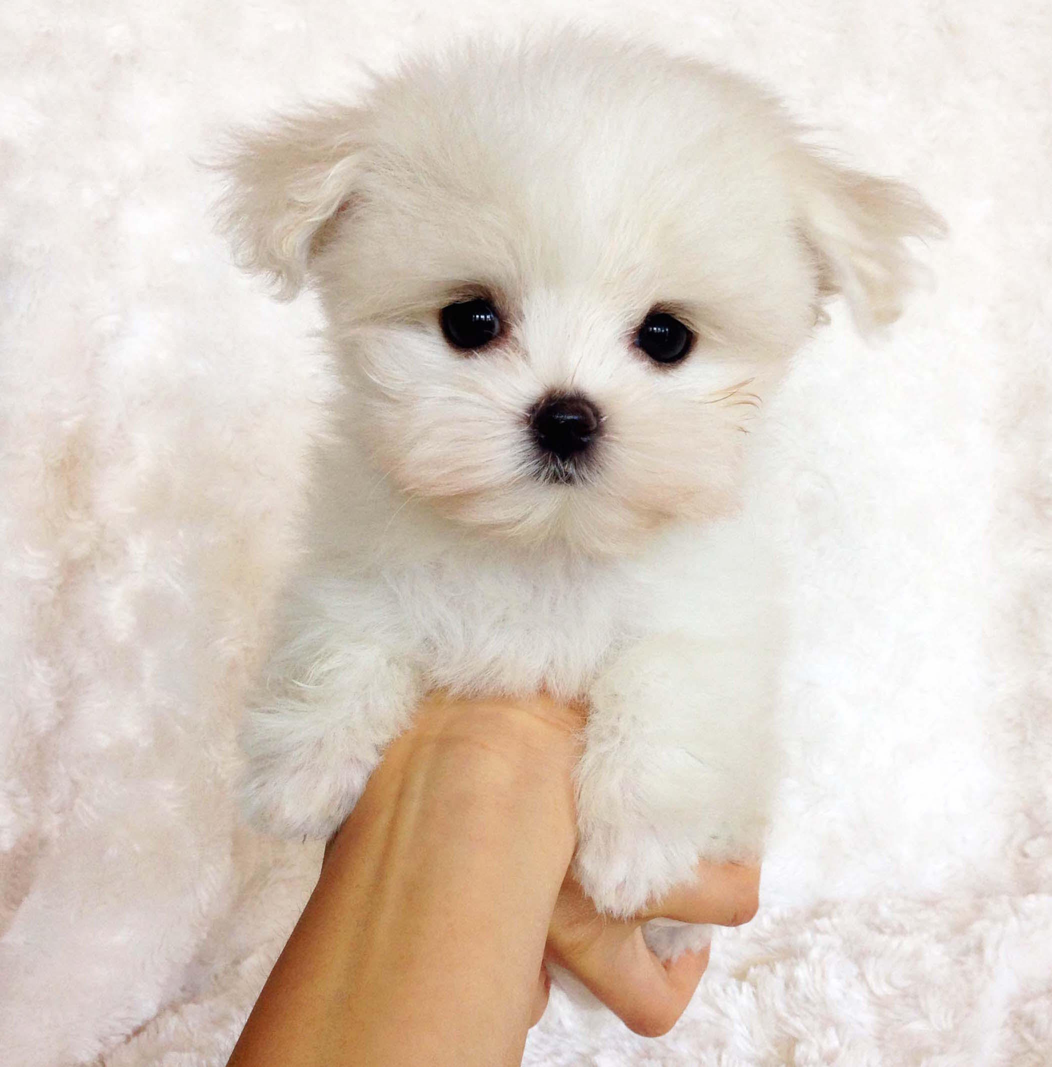 Albums 98+ Pictures Pictures Of Little Puppies For Sale Excellent