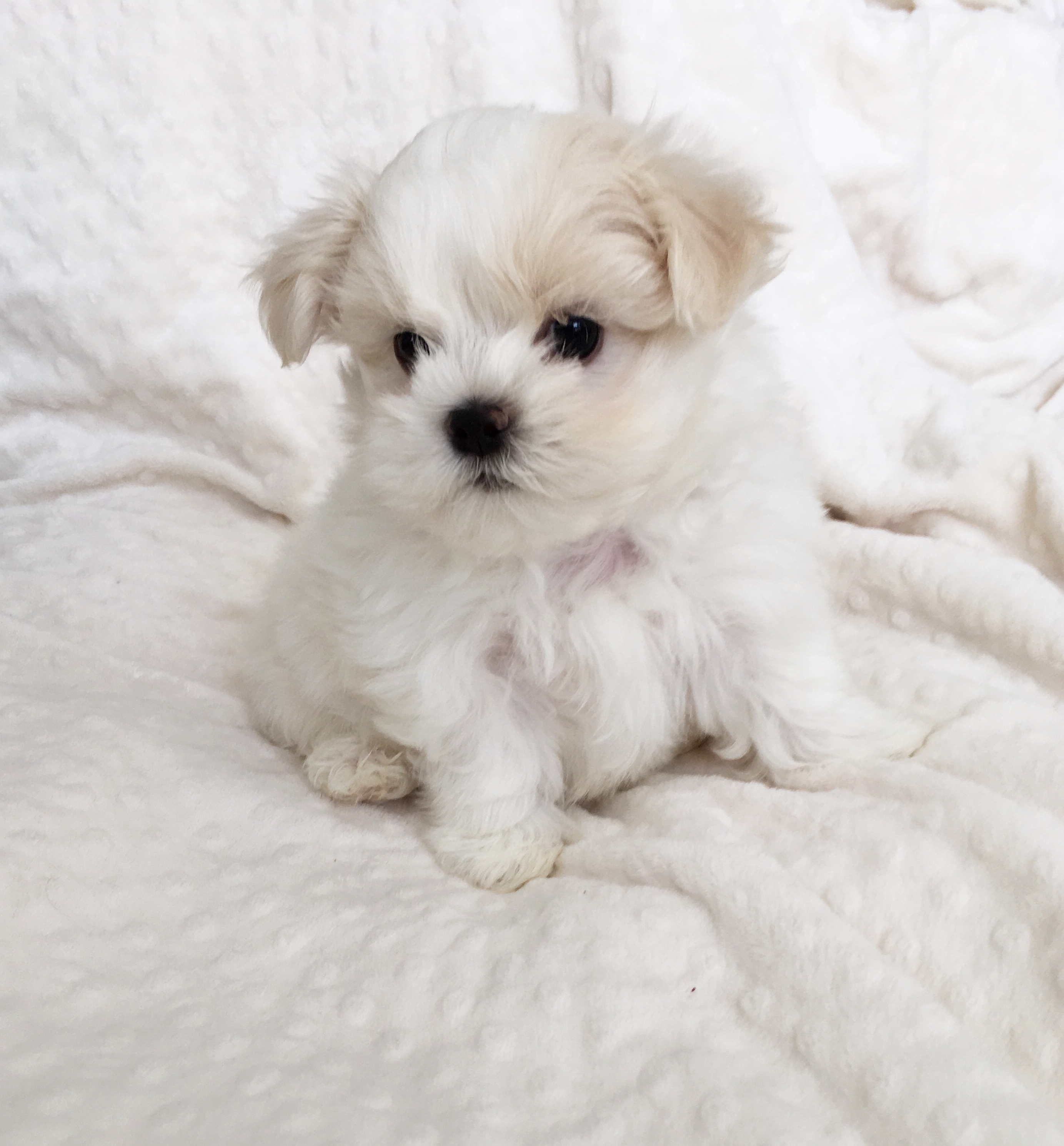 Live Puppies For Sale At Vickie Carlson Blog