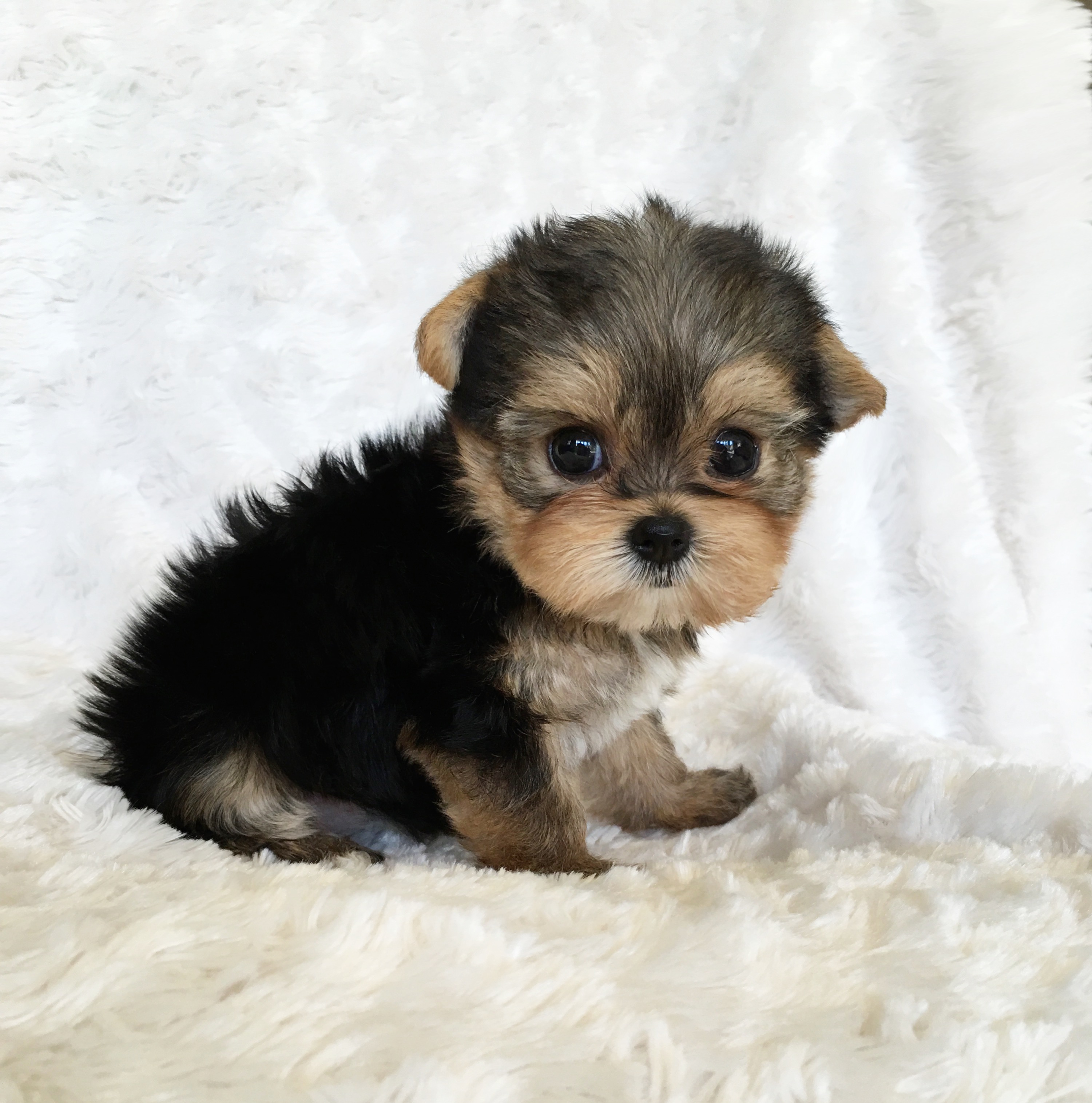 Puppies For Sale Atlantic City Nj at Dallas Brown blog