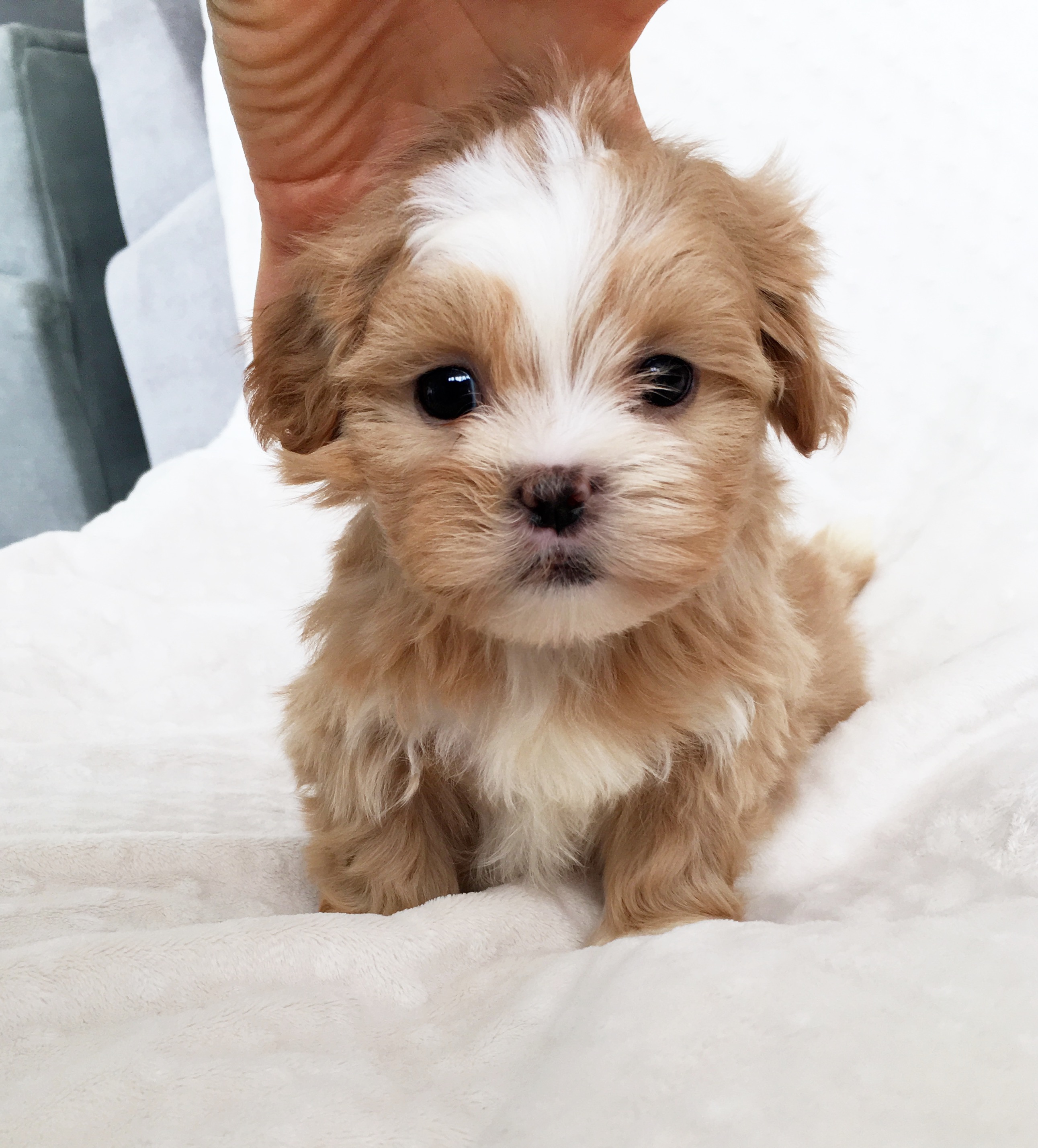 Toy Puppies For Sale Under 500 at Mark Chapman blog