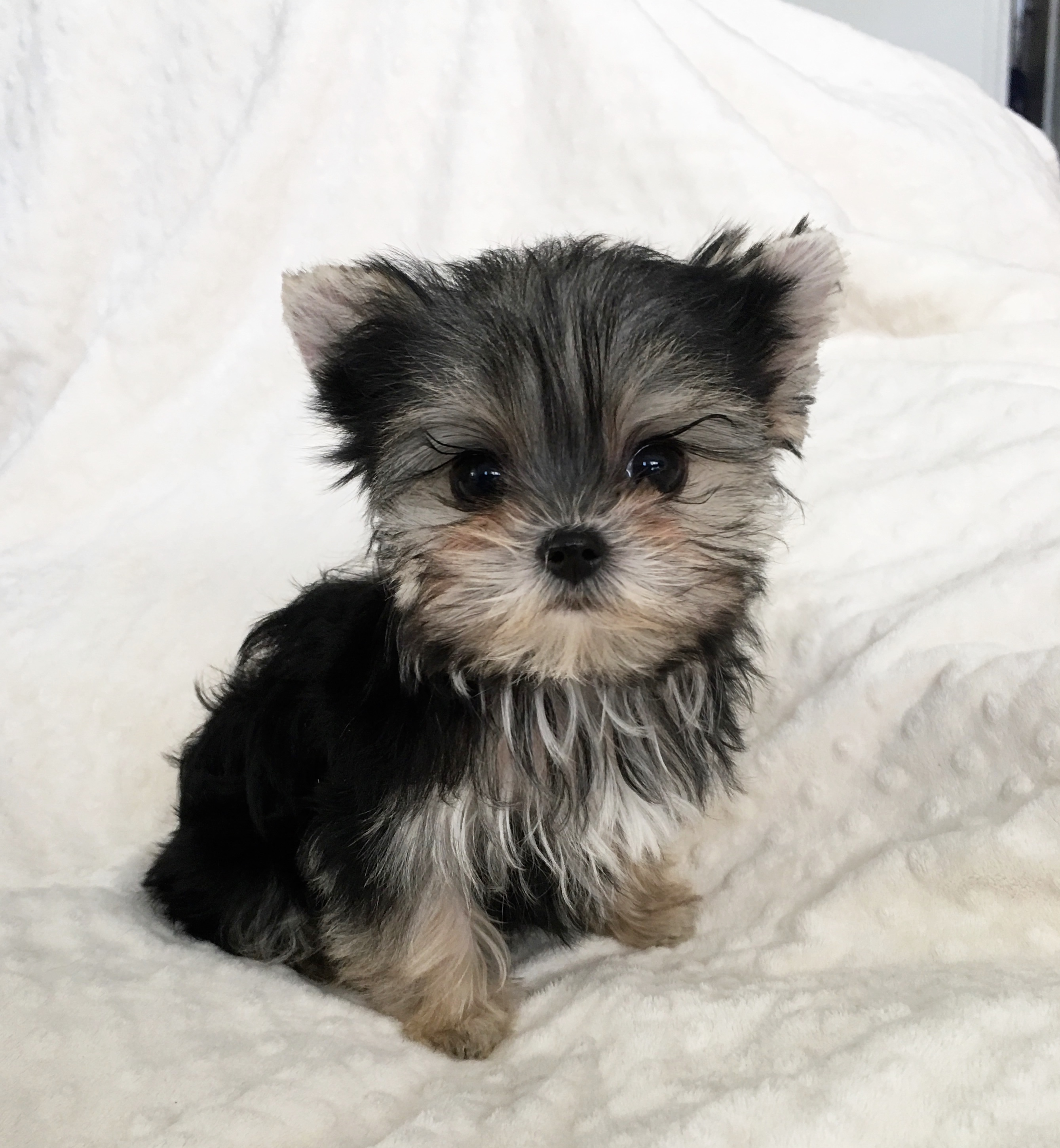 Puppies For Sale Near Me Hypoallergenic at Charles Bailey blog