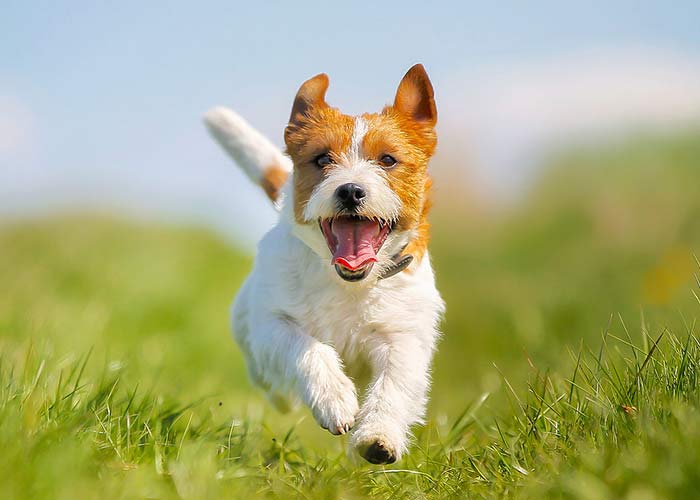 Essay On Dog For Children And Students