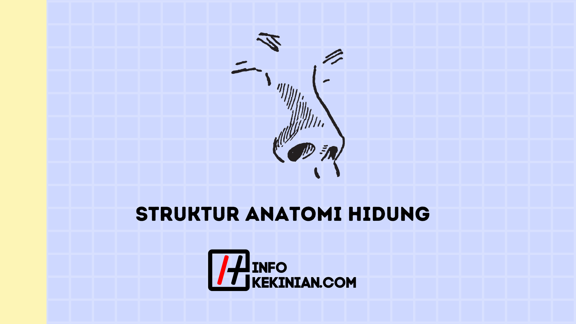 Struktur Anatomi Hidung: Pengertian, Fungsi, Dan Penyakitnya