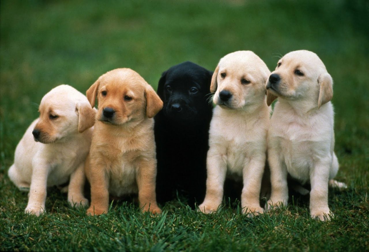Doggy DNA - Learn How to Determine Your Dog&#39;s Breed - Inside Dogs World