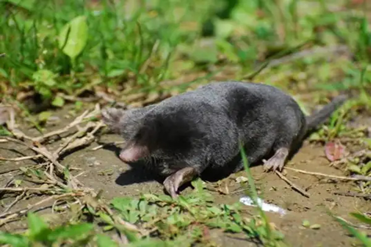 Large Mole (Mogera Robusta) - Interesting Animals