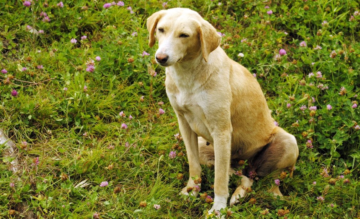 14+ Dog Breeds In India: Indian Four-Footers!