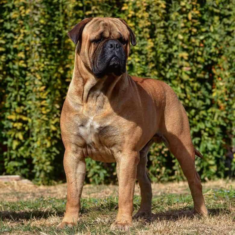 A Complete Guide To The Huge, Loyal Bullmastiff - K9 Web