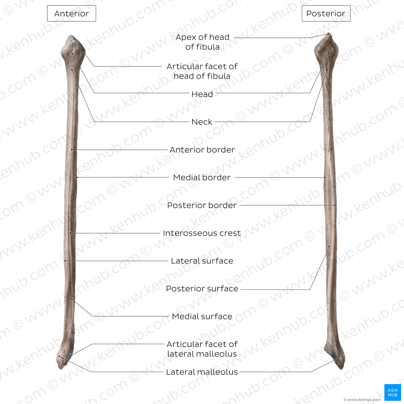 Fibula: Anatomy, bone landmarks and clinical aspects | Kenhub