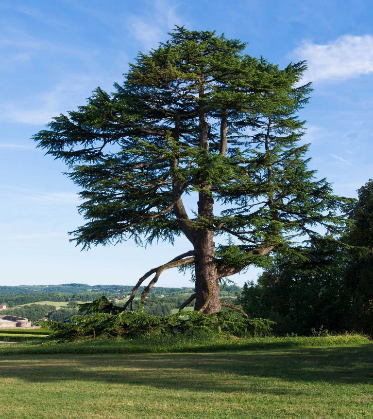 Cedar - Learn About Nature