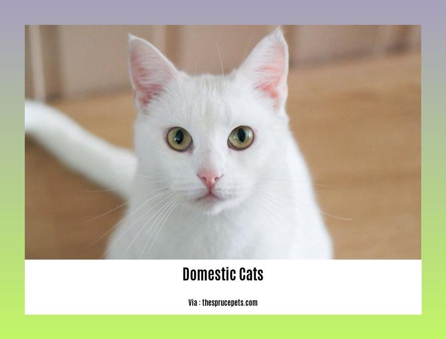 Fascinating Facts About Domestic Cats: Unveiling the Enigmatic World of Feline Behavior