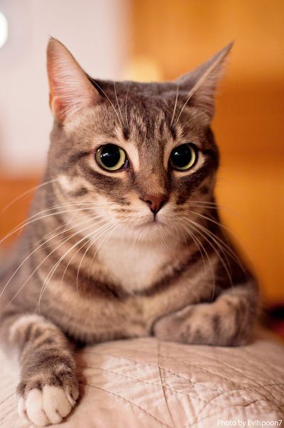 Cats Guide
