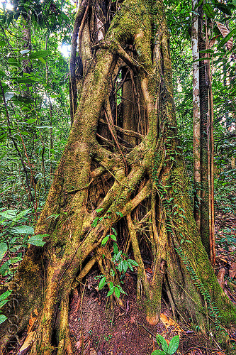 Ficus - Strangler Fig Tree