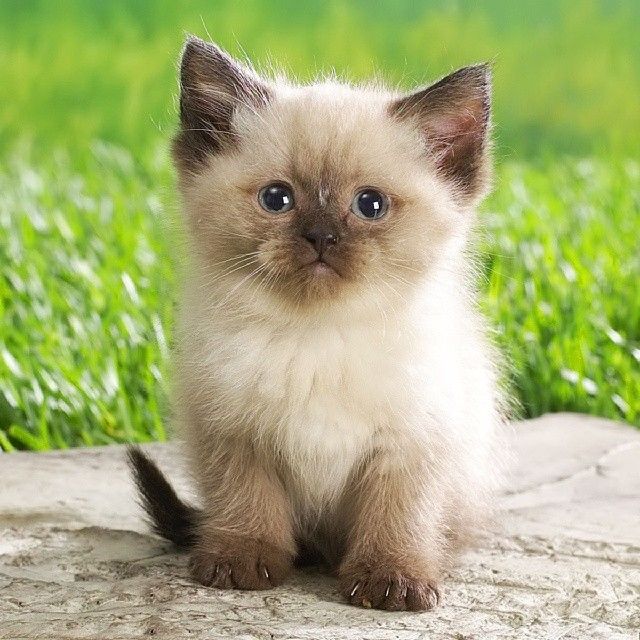 Adorable Kitten Pictures, Photos, And Images For Facebook, Tumblr, Pinterest, And Twitter