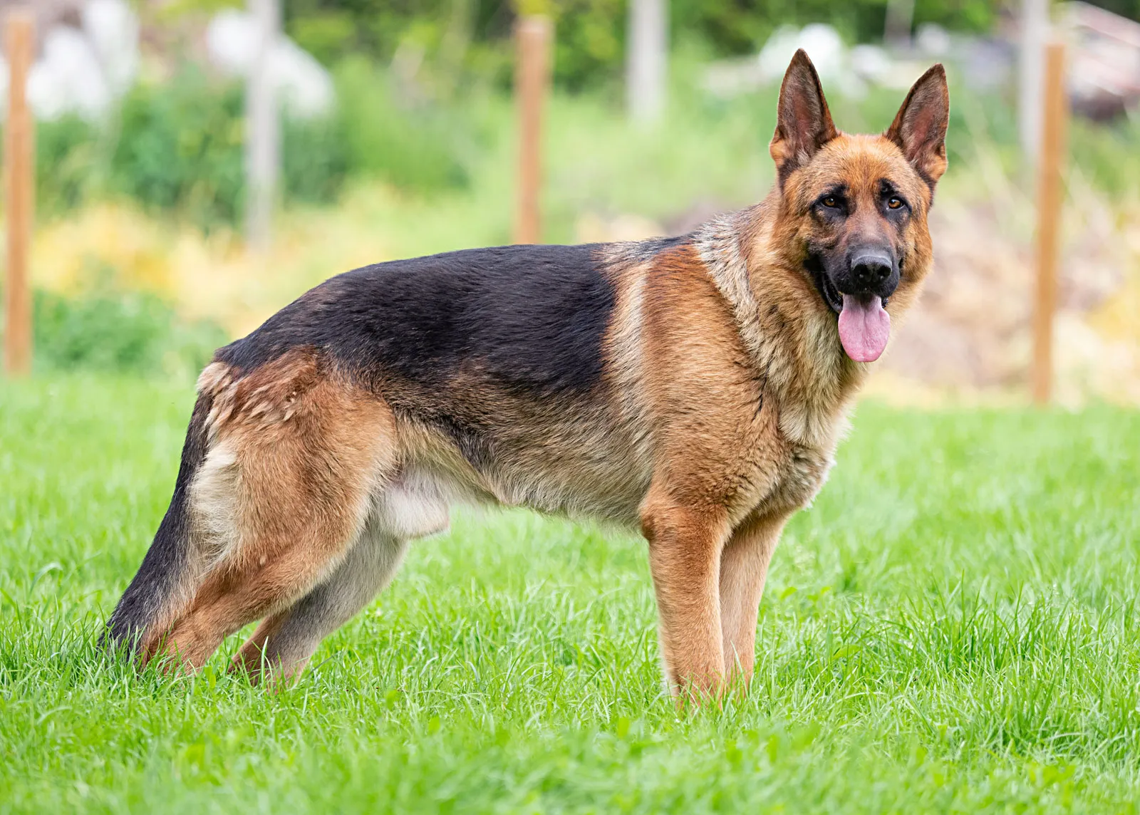 German Shepherd Breeder Near Me In College Station, TX