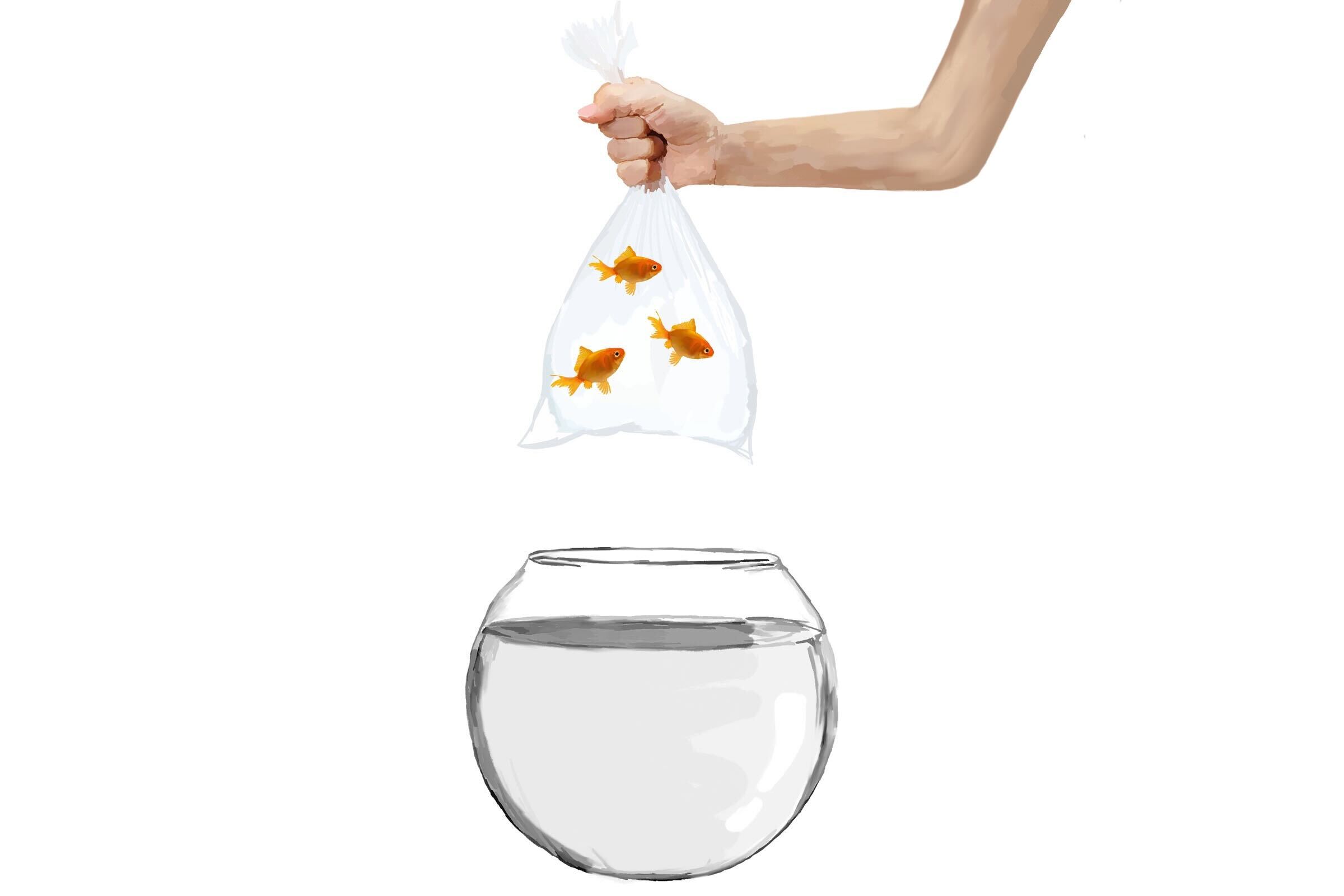 An Ode To Goldfish