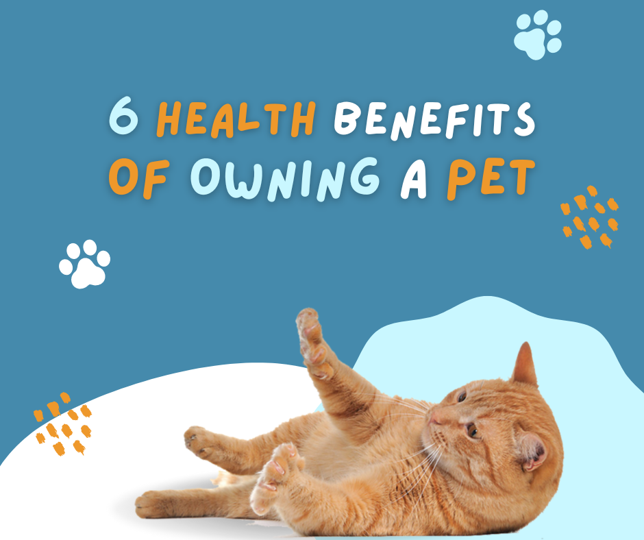 6 Health Benefits of Owning a Pet - Mommy Kat